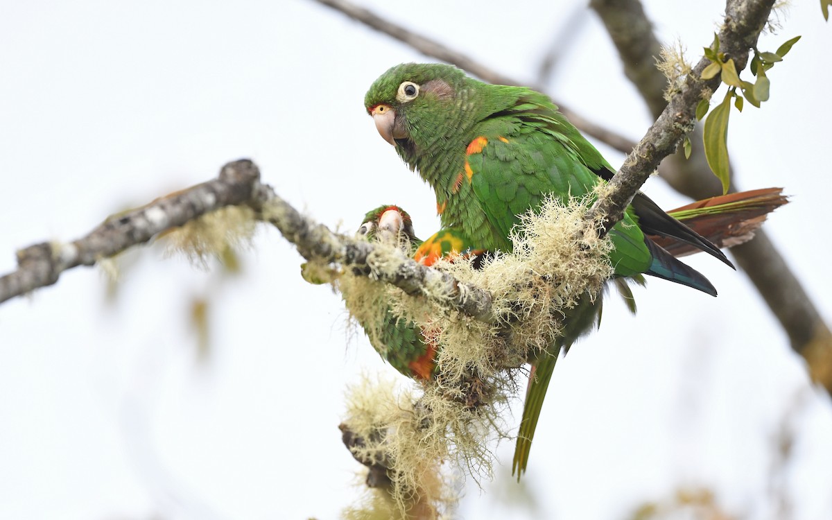 Santa Marta Parakeet - Christoph Moning