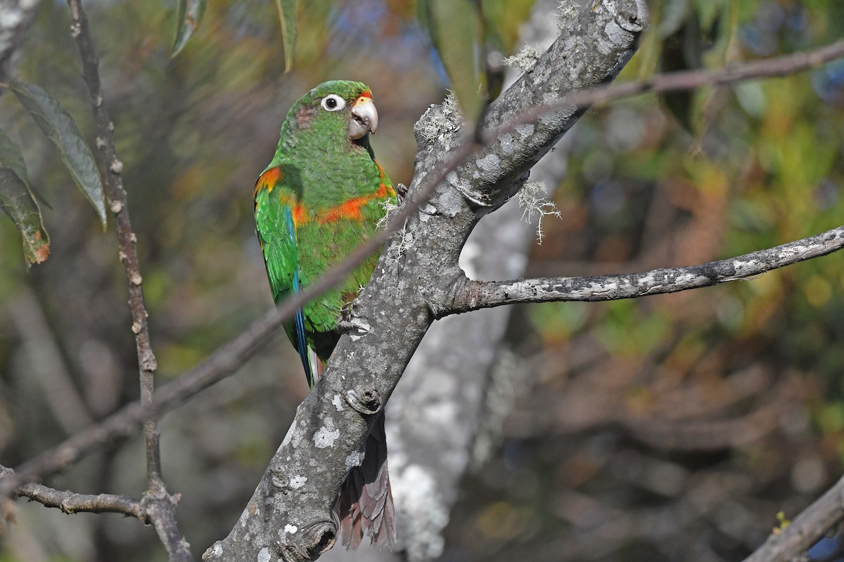 Santa Marta Parakeet - ML579959431