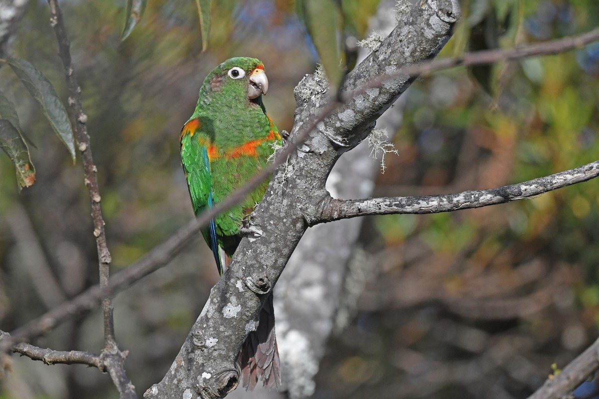 Santa Marta Parakeet - Christoph Moning