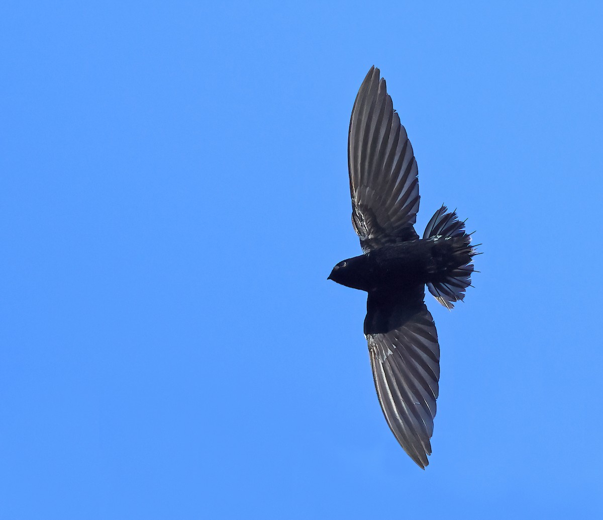 Silver-rumped Spinetail - Dave Bakewell