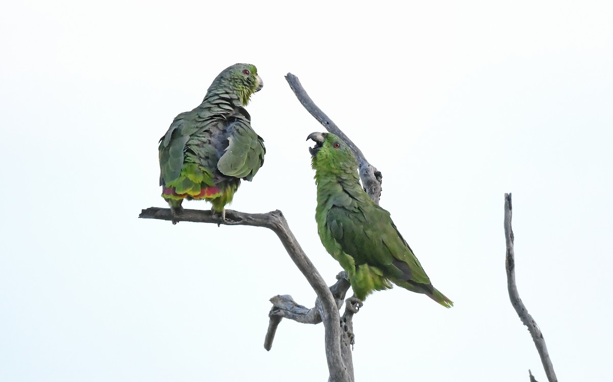 Scaly-naped Parrot - Christoph Moning