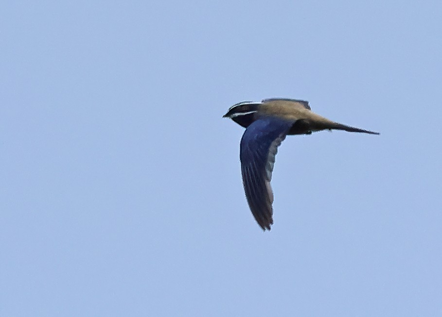 Whiskered Treeswift - Dave Bakewell