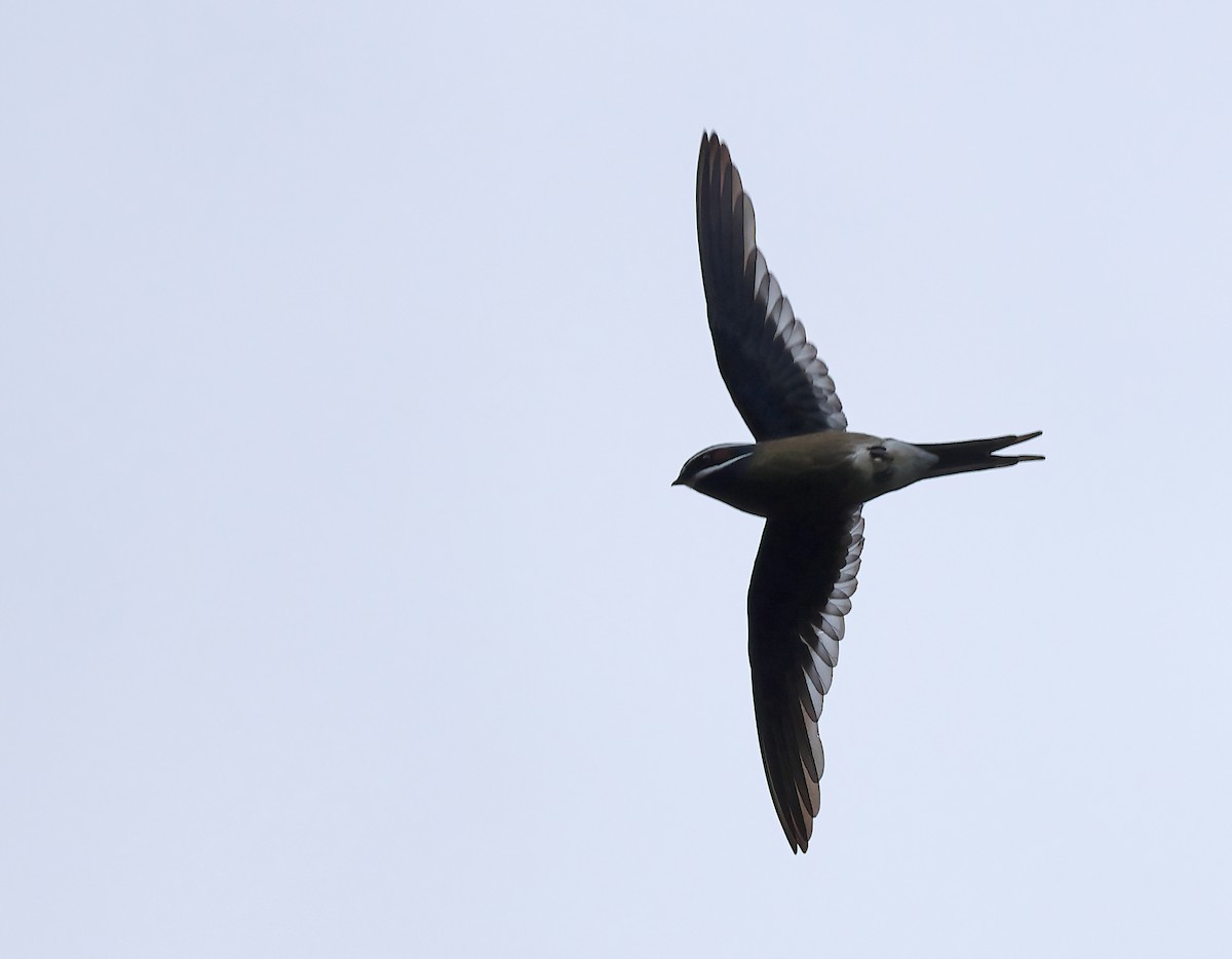 Whiskered Treeswift - ML579959671