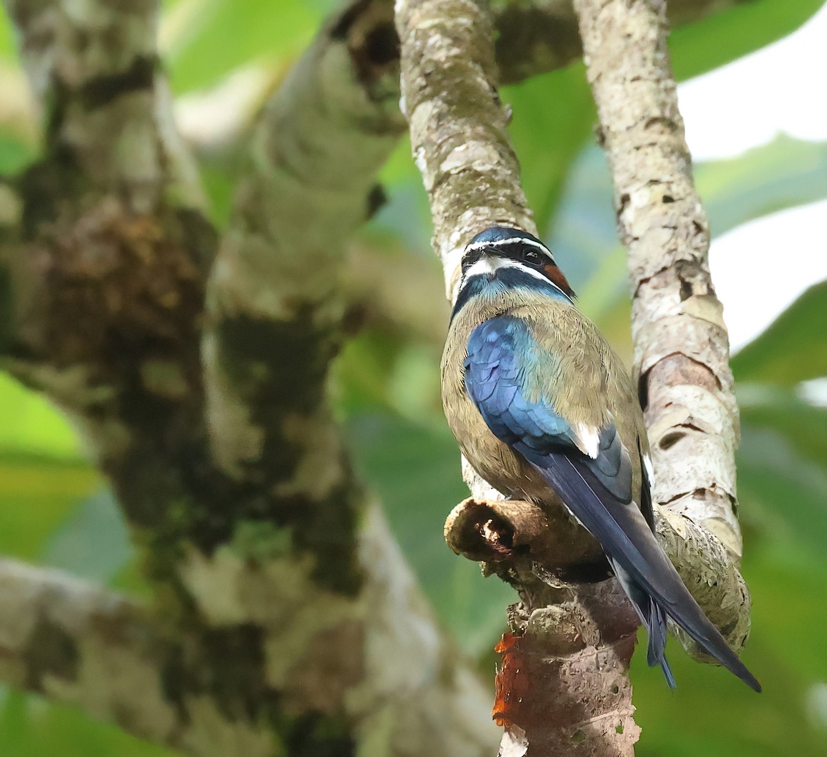 Whiskered Treeswift - ML579959691