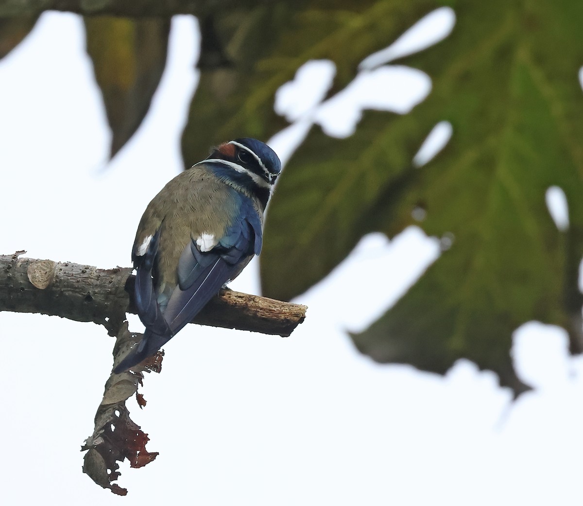 Whiskered Treeswift - ML579959741