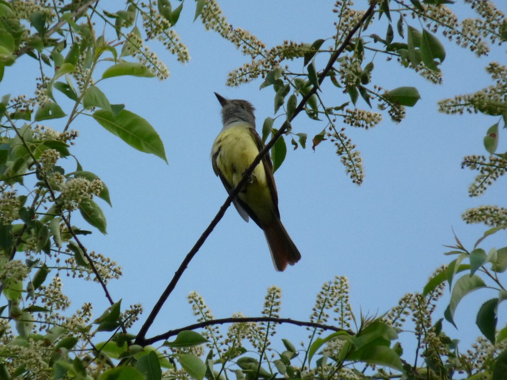 Great Crested Flycatcher - ML579959871
