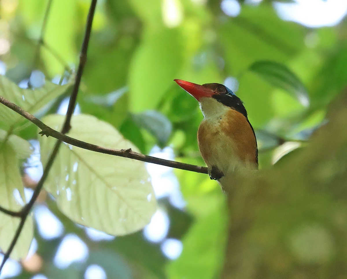 Banded Kingfisher (Black-faced) - ML579959991