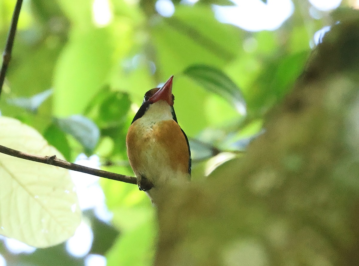 Banded Kingfisher (Black-faced) - ML579960001