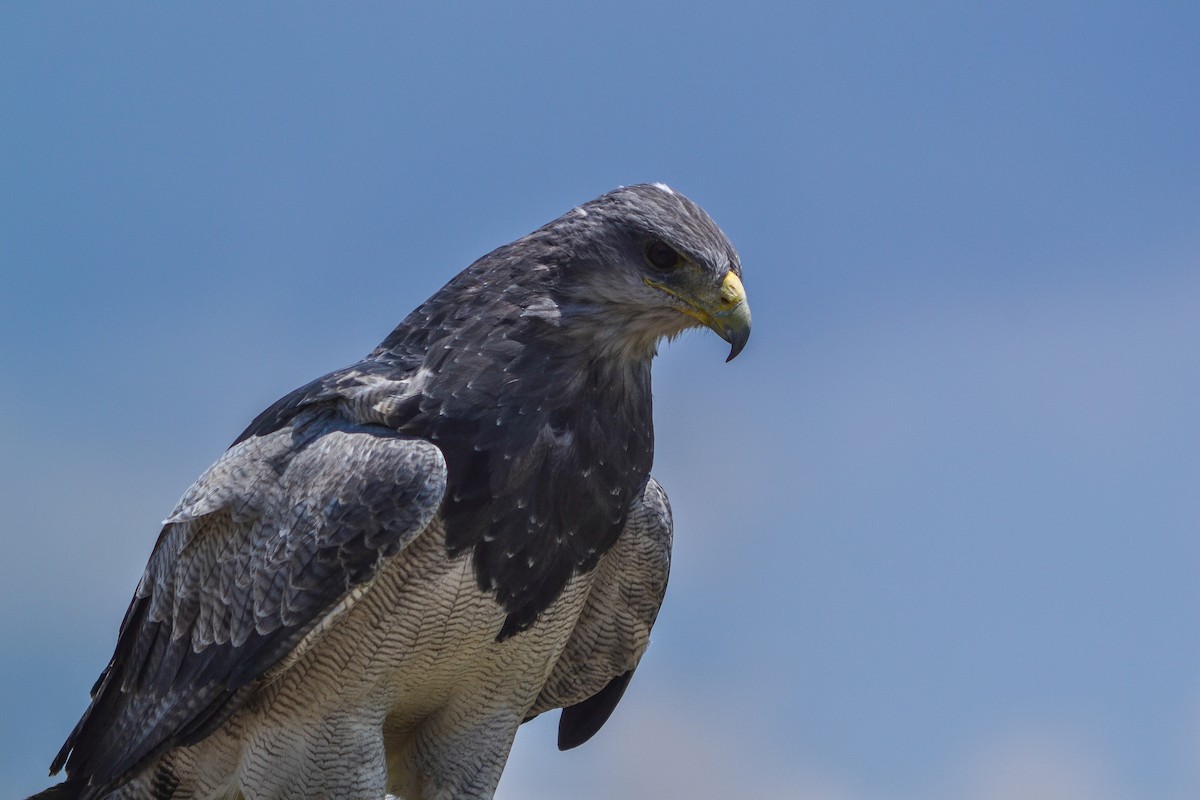 Black-chested Buzzard-Eagle - ML579960011