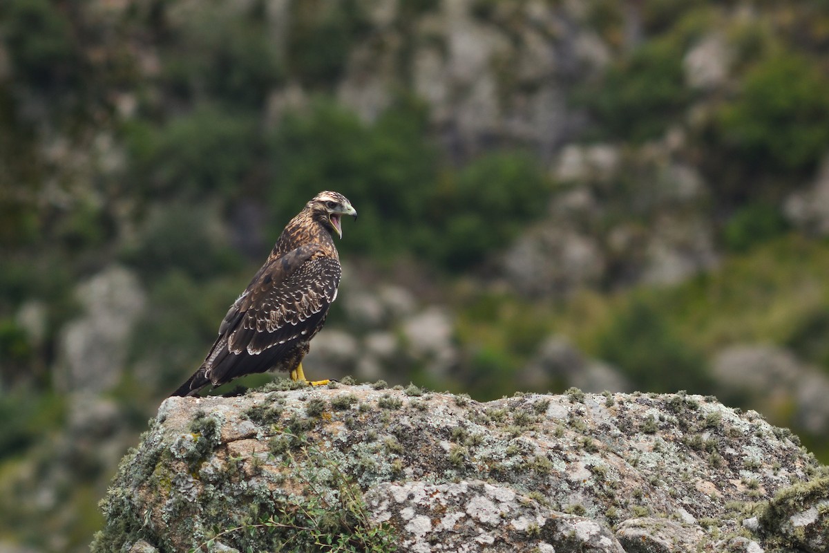 Black-chested Buzzard-Eagle - ML579960021