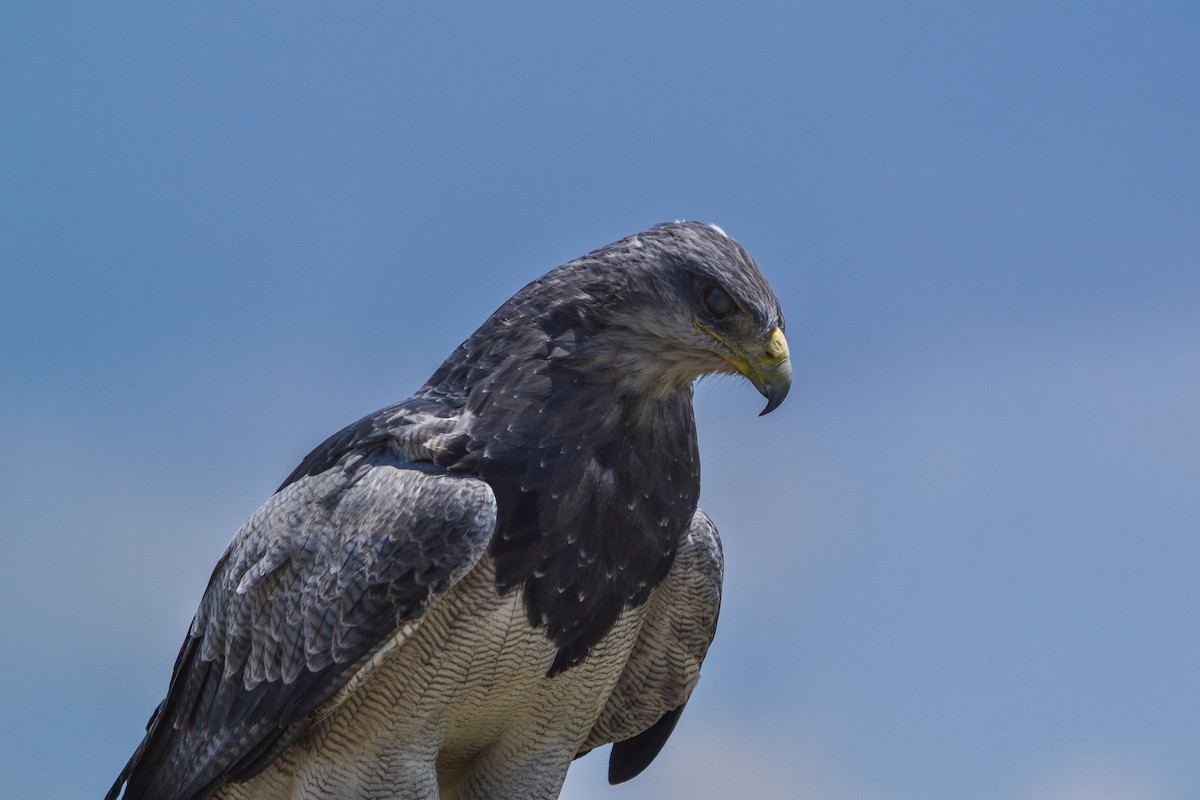 Black-chested Buzzard-Eagle - ML579960051