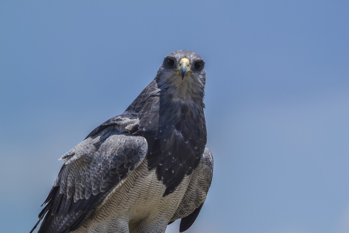 Black-chested Buzzard-Eagle - ML579960071