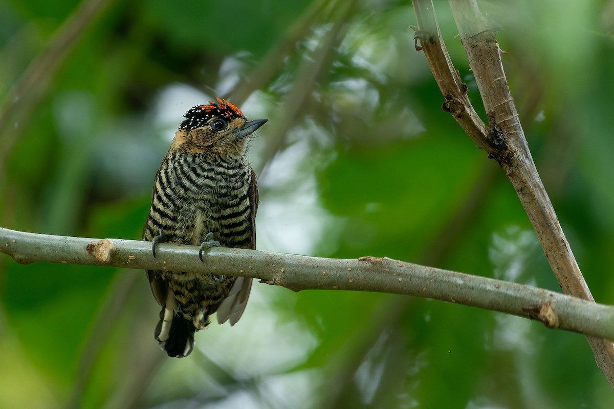 Ochre-collared Piculet - LUCIANO BERNARDES