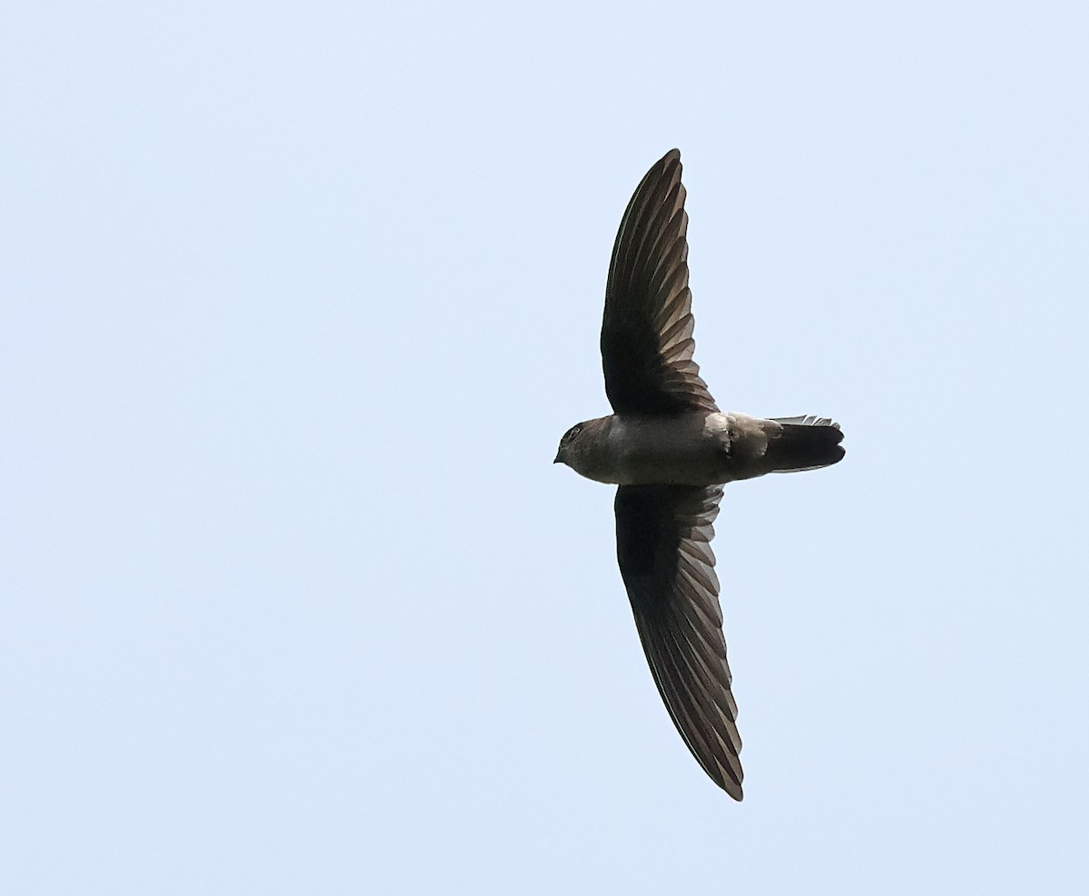 Mossy-nest Swiftlet - Dave Bakewell