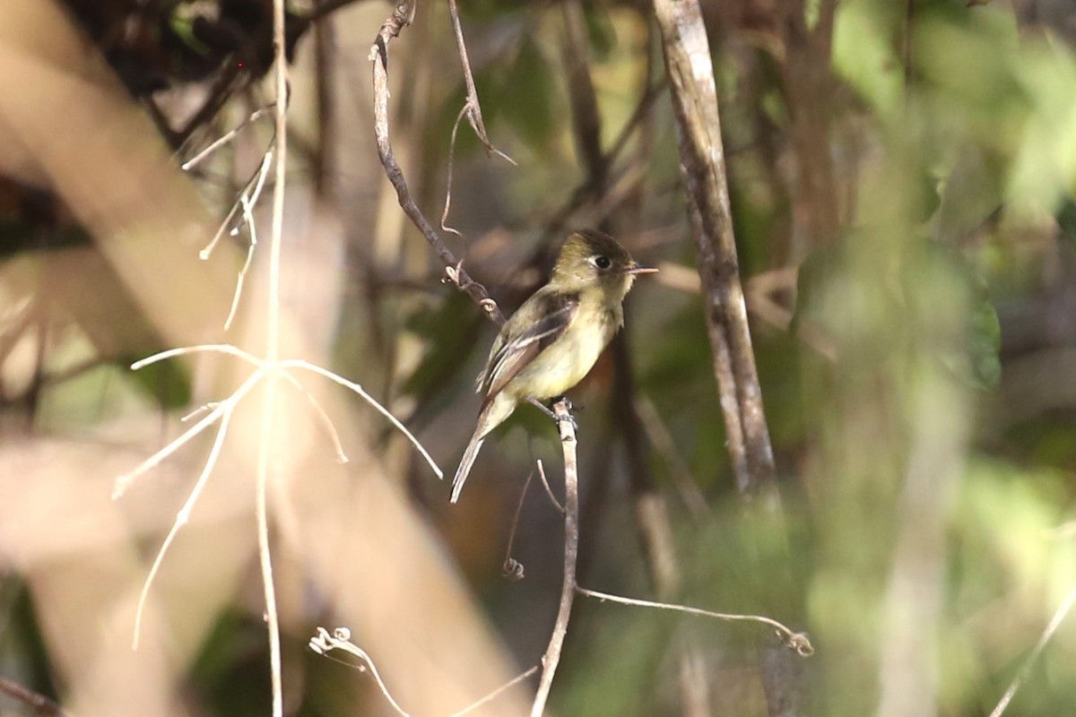 Western Flycatcher (Pacific-slope) - ML579960951