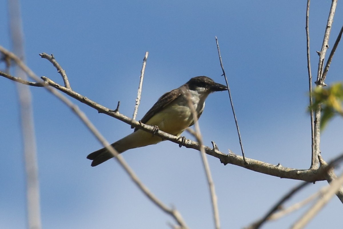 Thick-billed Kingbird - ML579961001
