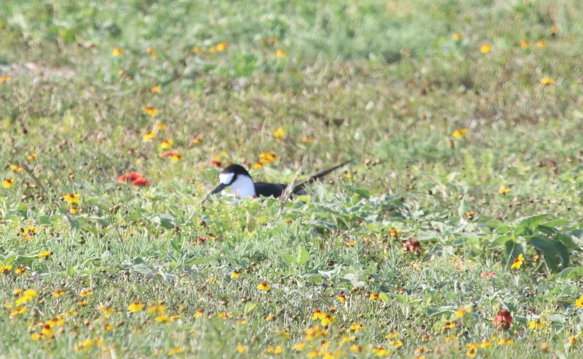 Sooty Tern - ML57996231