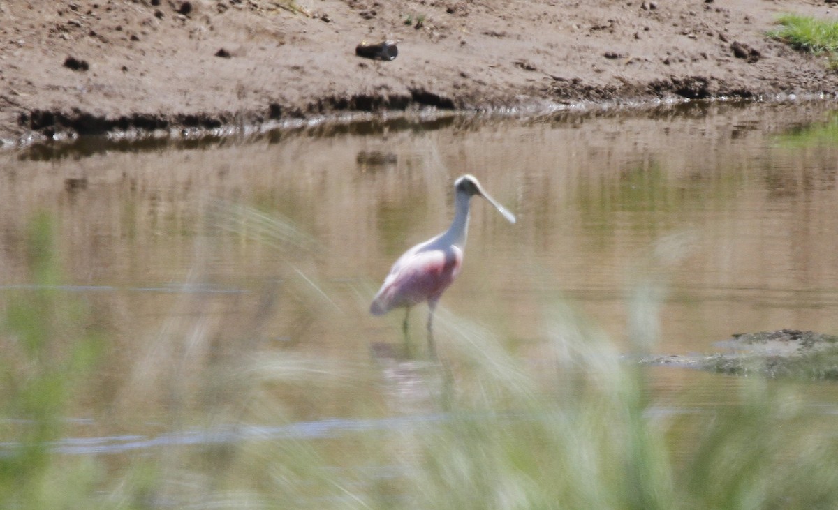 Roseate Spoonbill - ML579962541