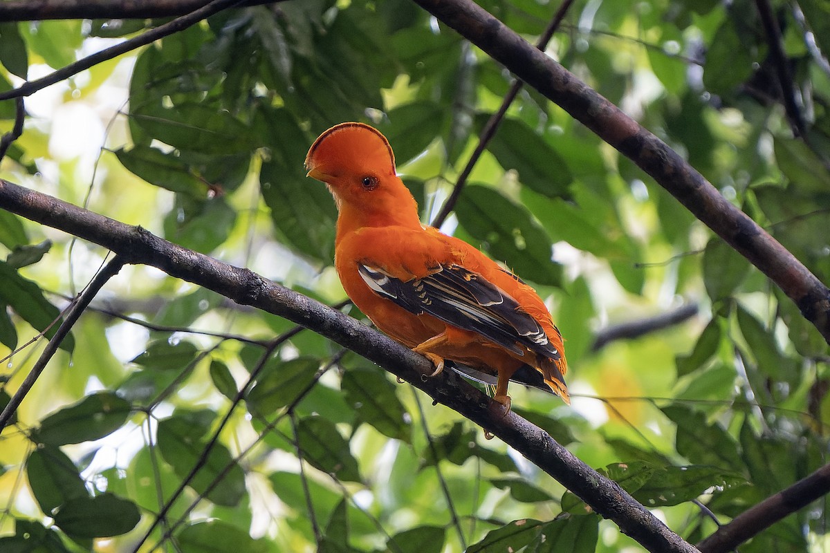 Guianan Cock-of-the-rock - Guillermo  Saborío Vega