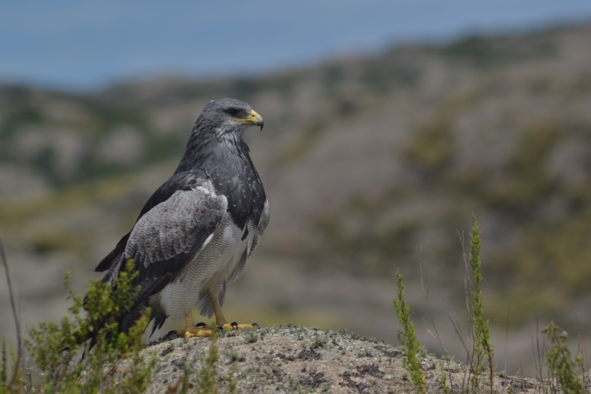 Black-chested Buzzard-Eagle - ML579963561