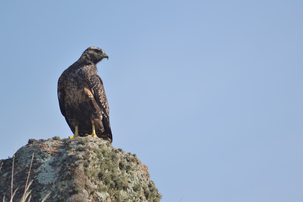 Black-chested Buzzard-Eagle - ML579963591