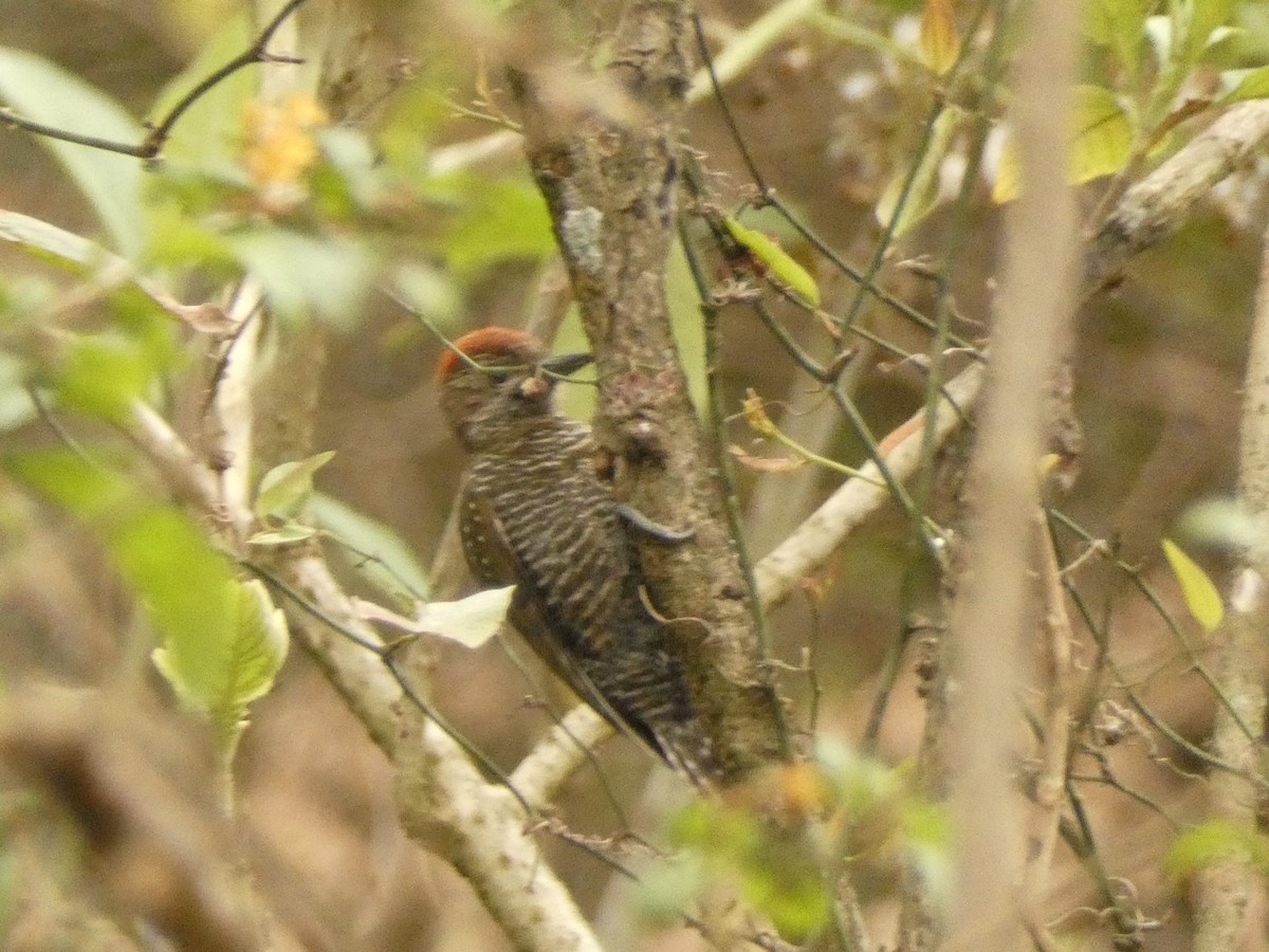 Dot-fronted Woodpecker - ML579964171