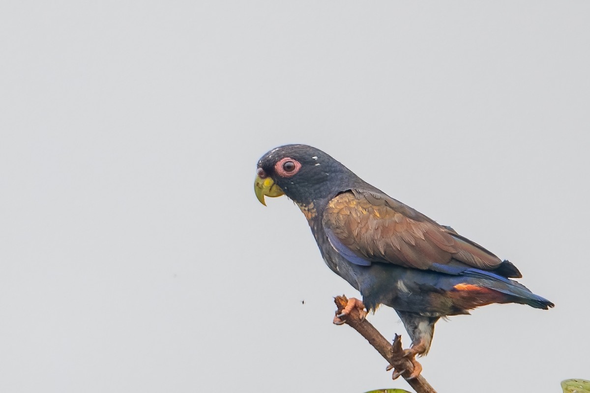 Bronze-winged Parrot - John Missing