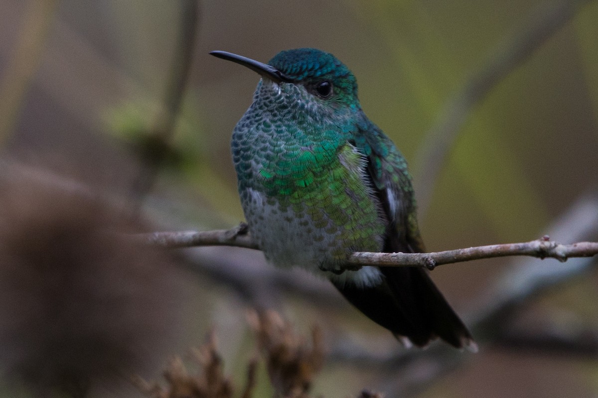 Glittering-throated Emerald - ML579964781