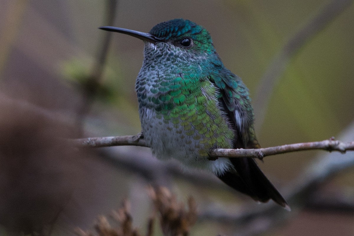 Glittering-throated Emerald - ML579964791