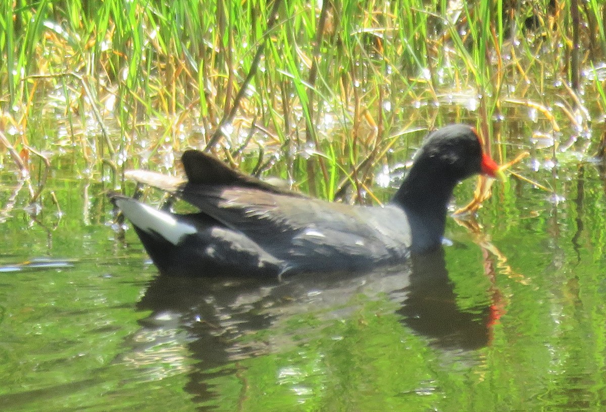 Common Gallinule - ML579964901