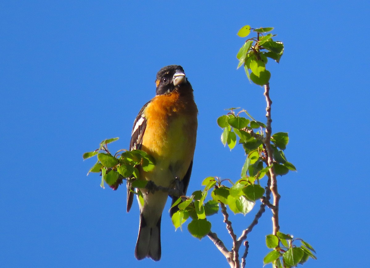 Black-headed Grosbeak - ML579965101