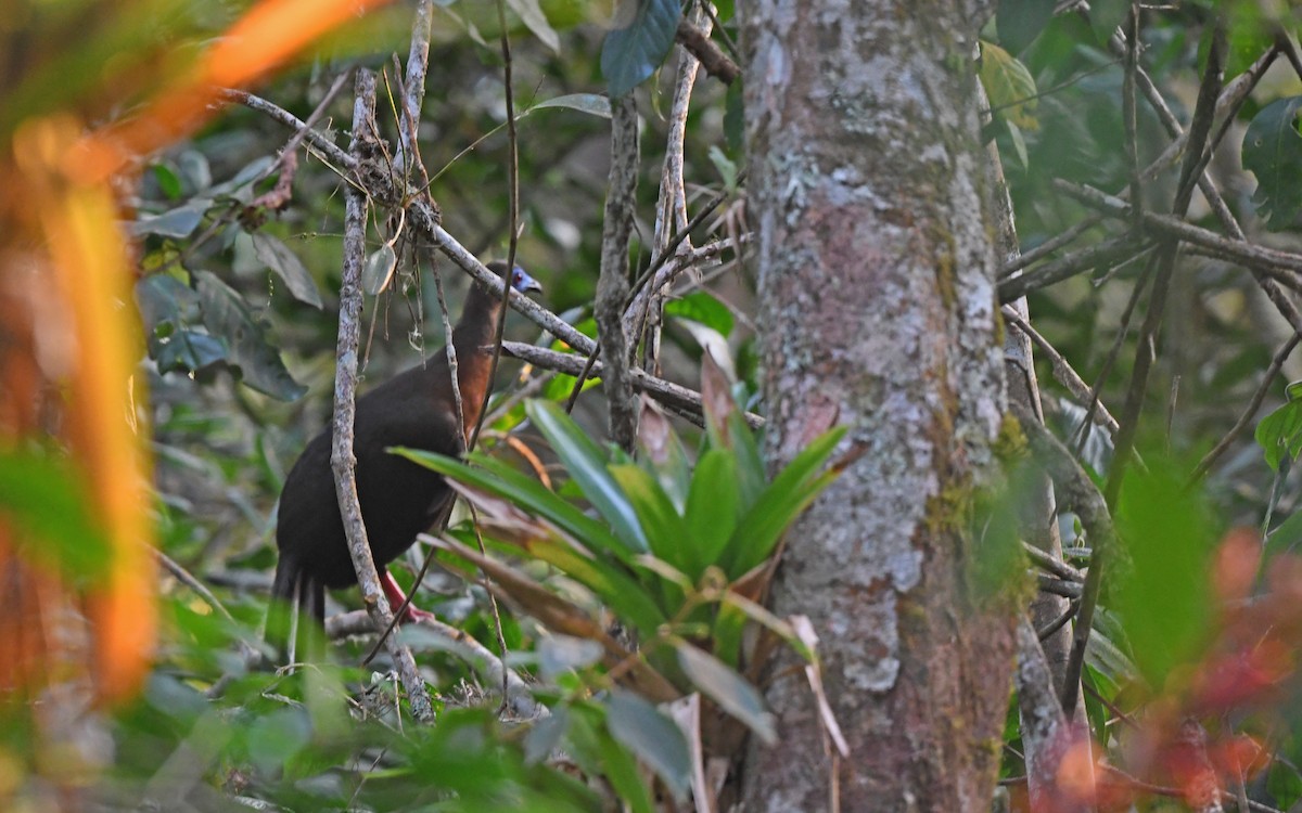 Sickle-winged Guan - ML579965131