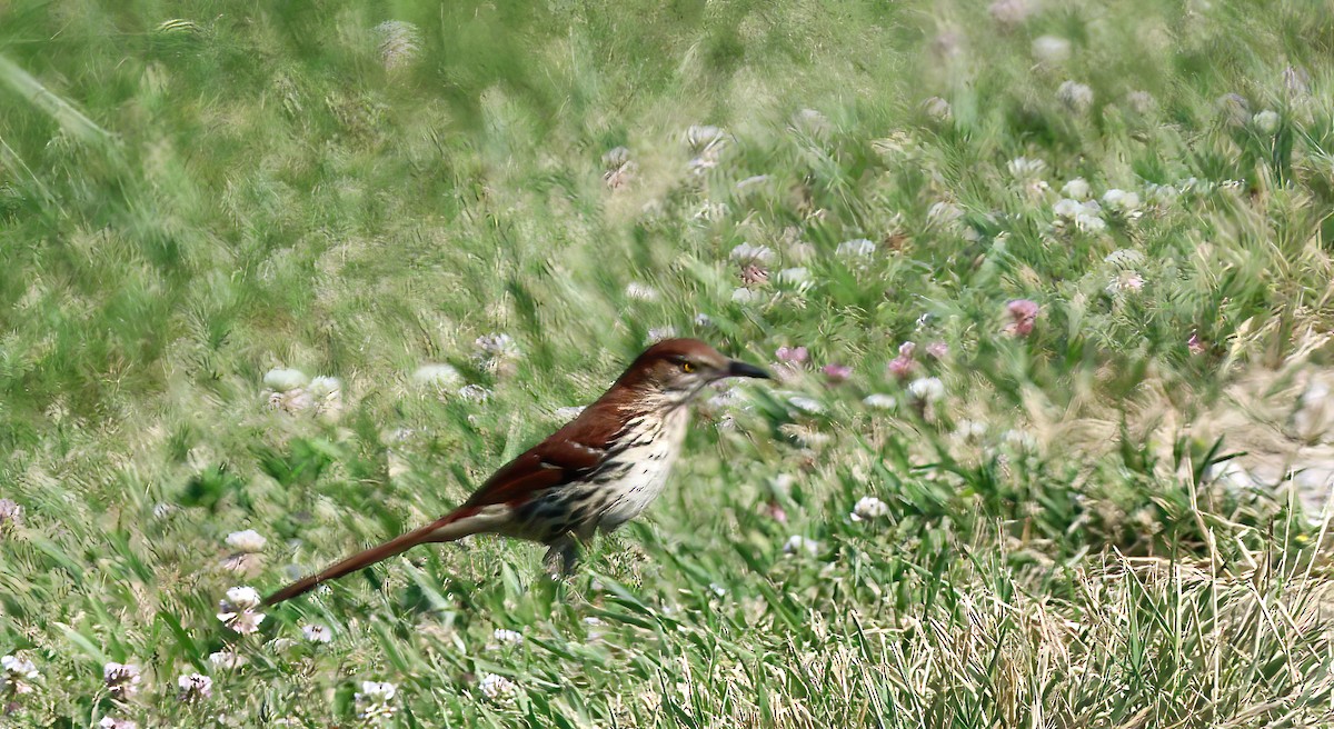 Brown Thrasher - Gerald Teig