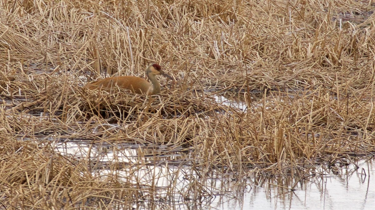 Sandhill Crane - Ed Harper