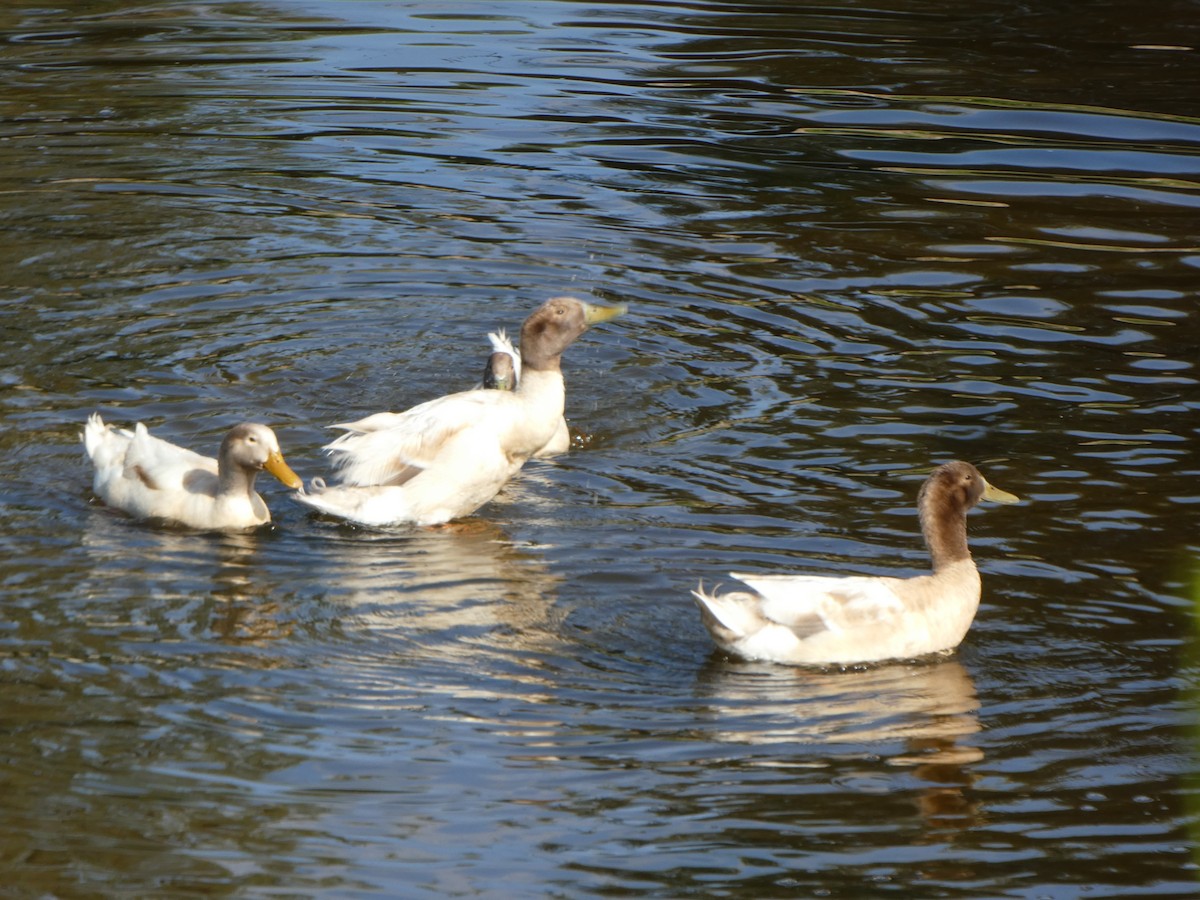 Fehlfarben-Stockente/Hausente - ML579965461