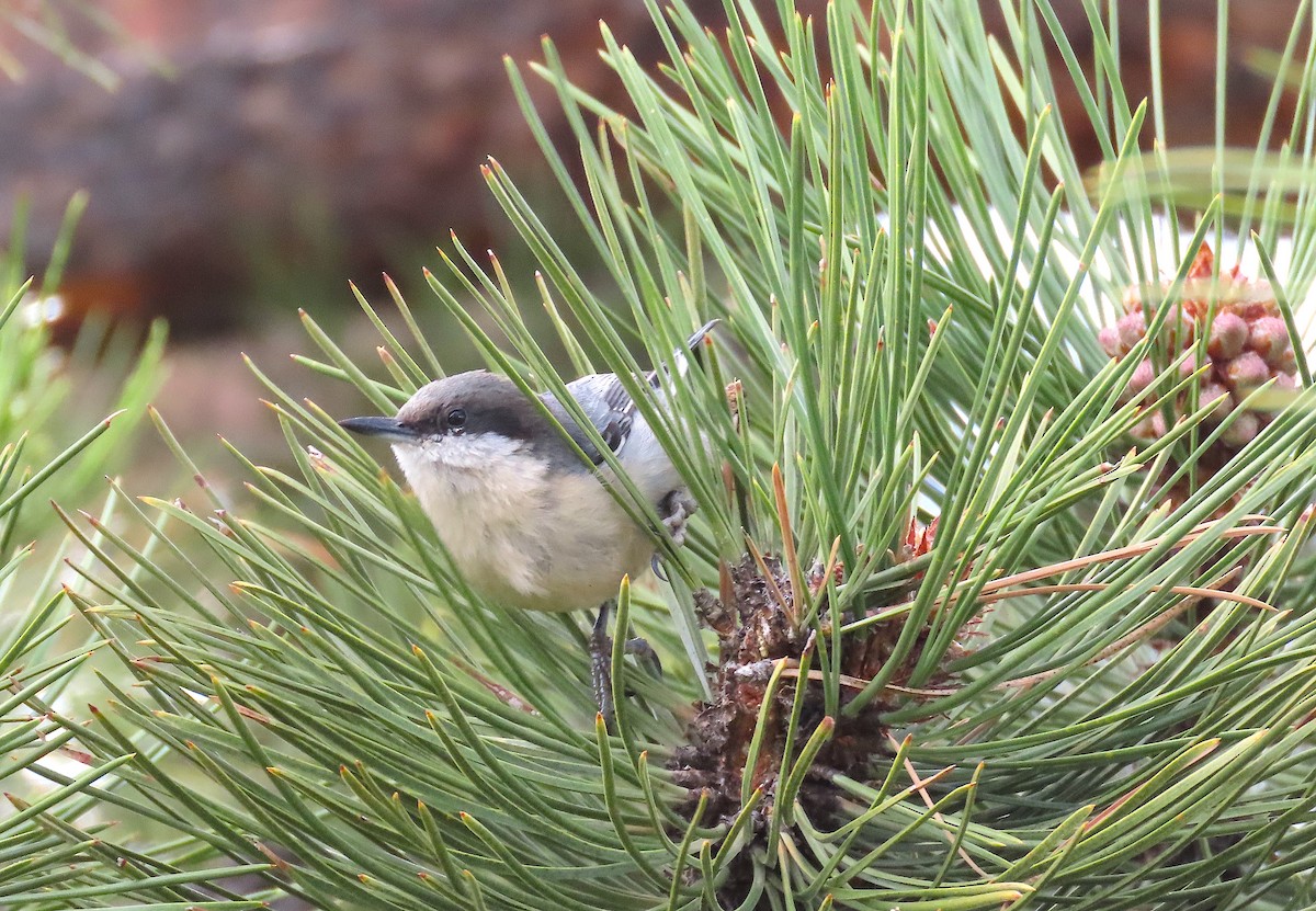 Pygmy Nuthatch - Ted Floyd