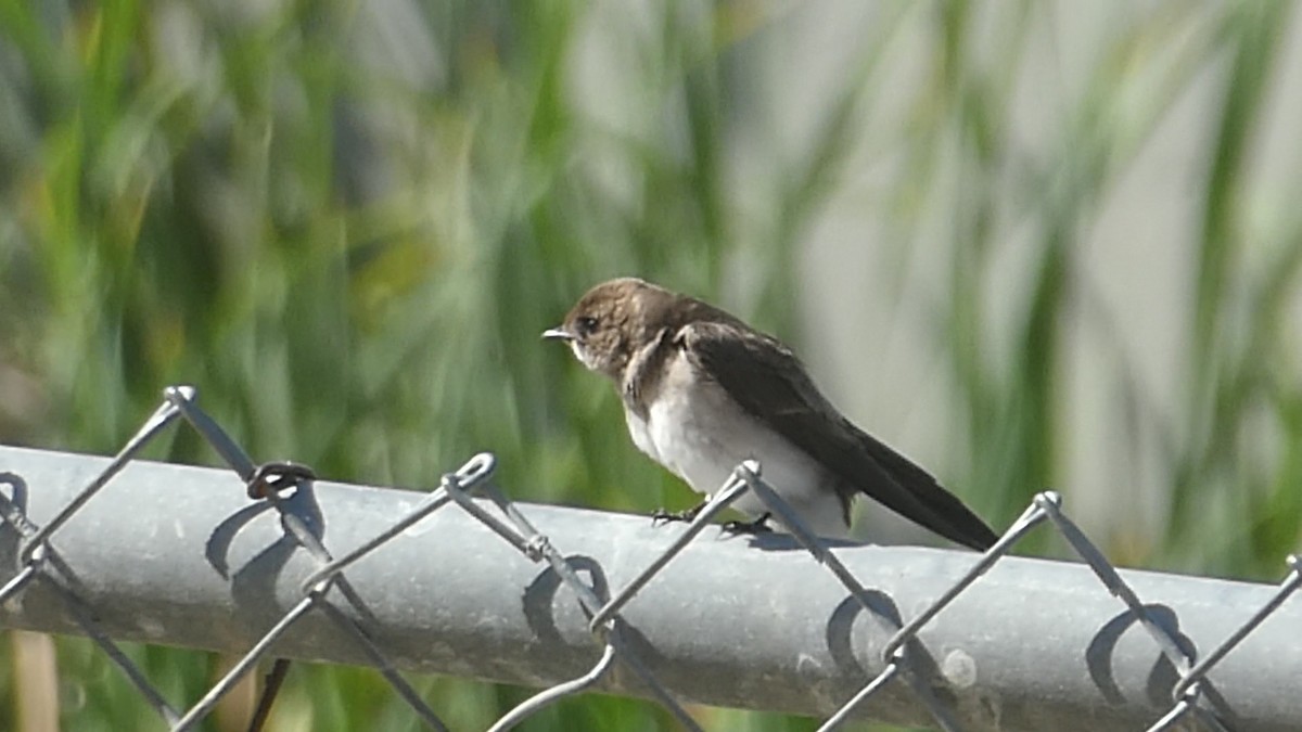 Northern Rough-winged Swallow - ML579966281