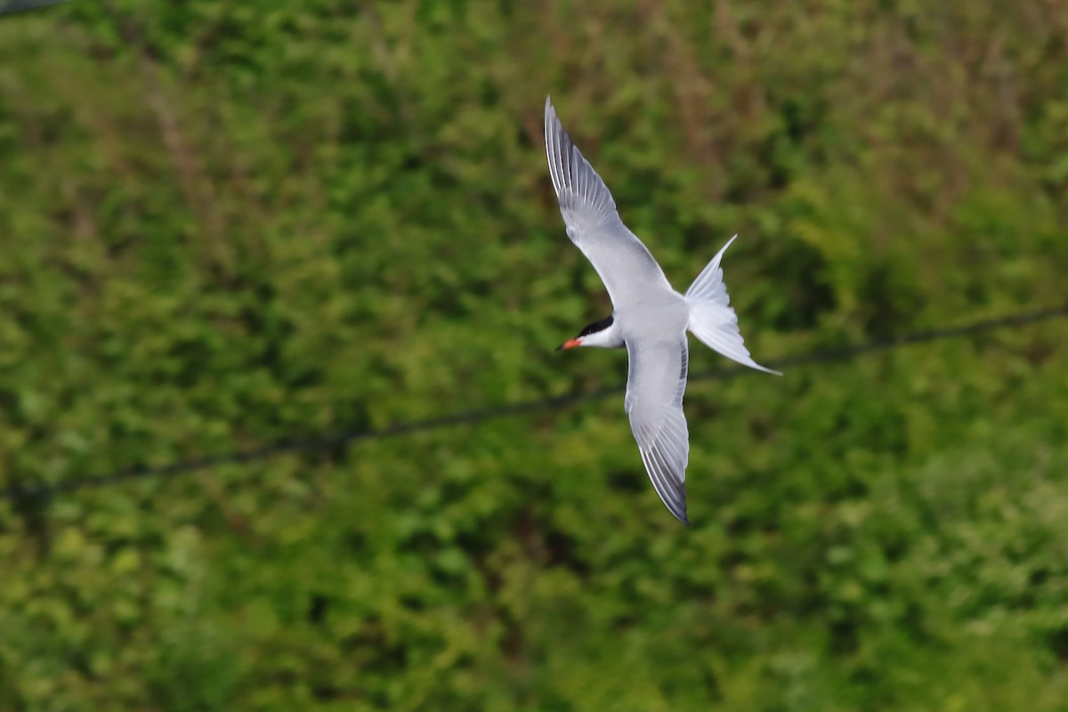 Common Tern - ML579966511