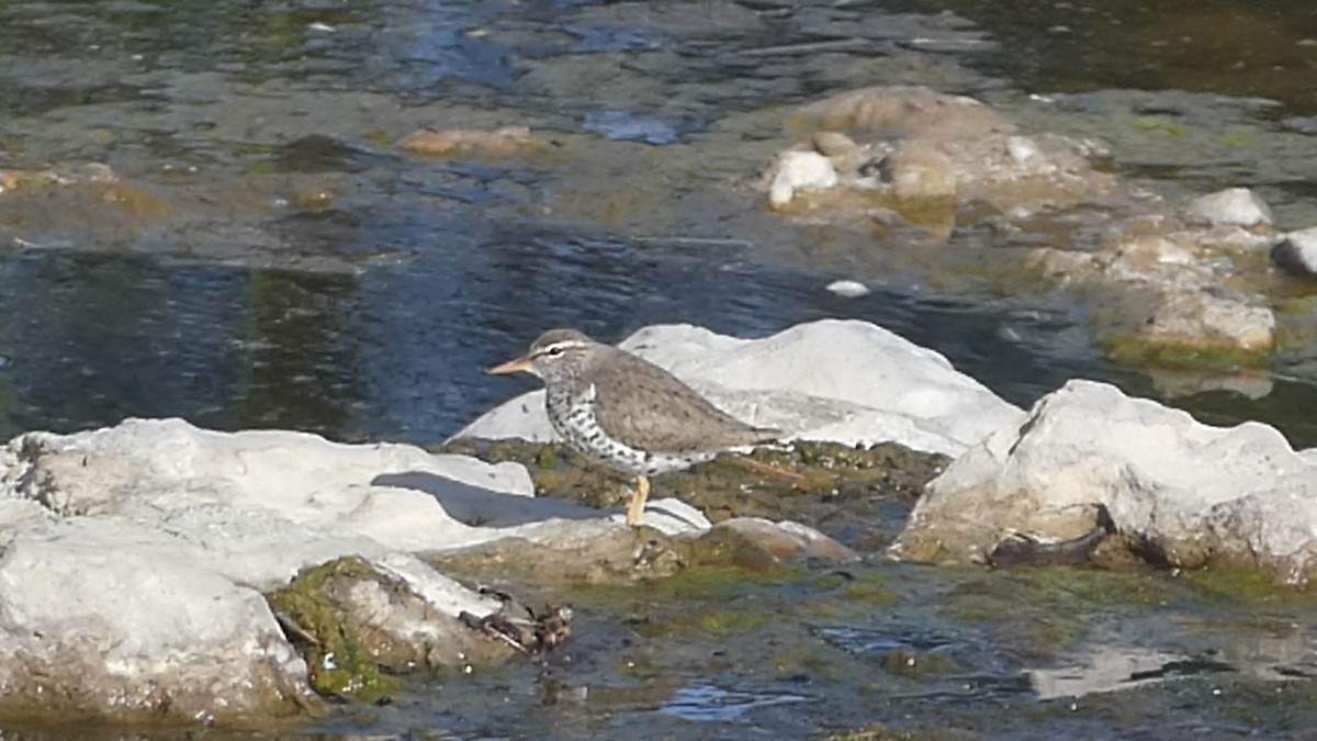 Spotted Sandpiper - Nadine Henderson