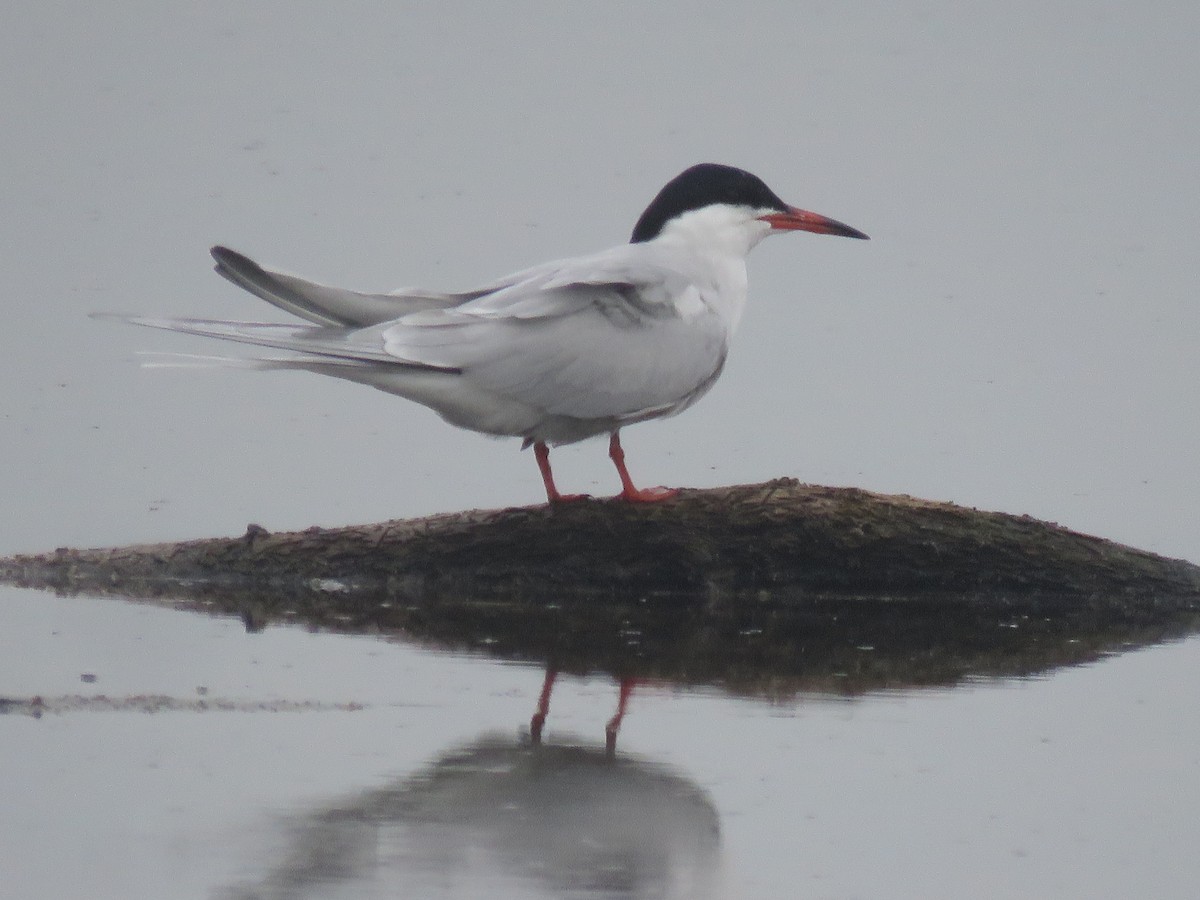 Common Tern - ML57996711