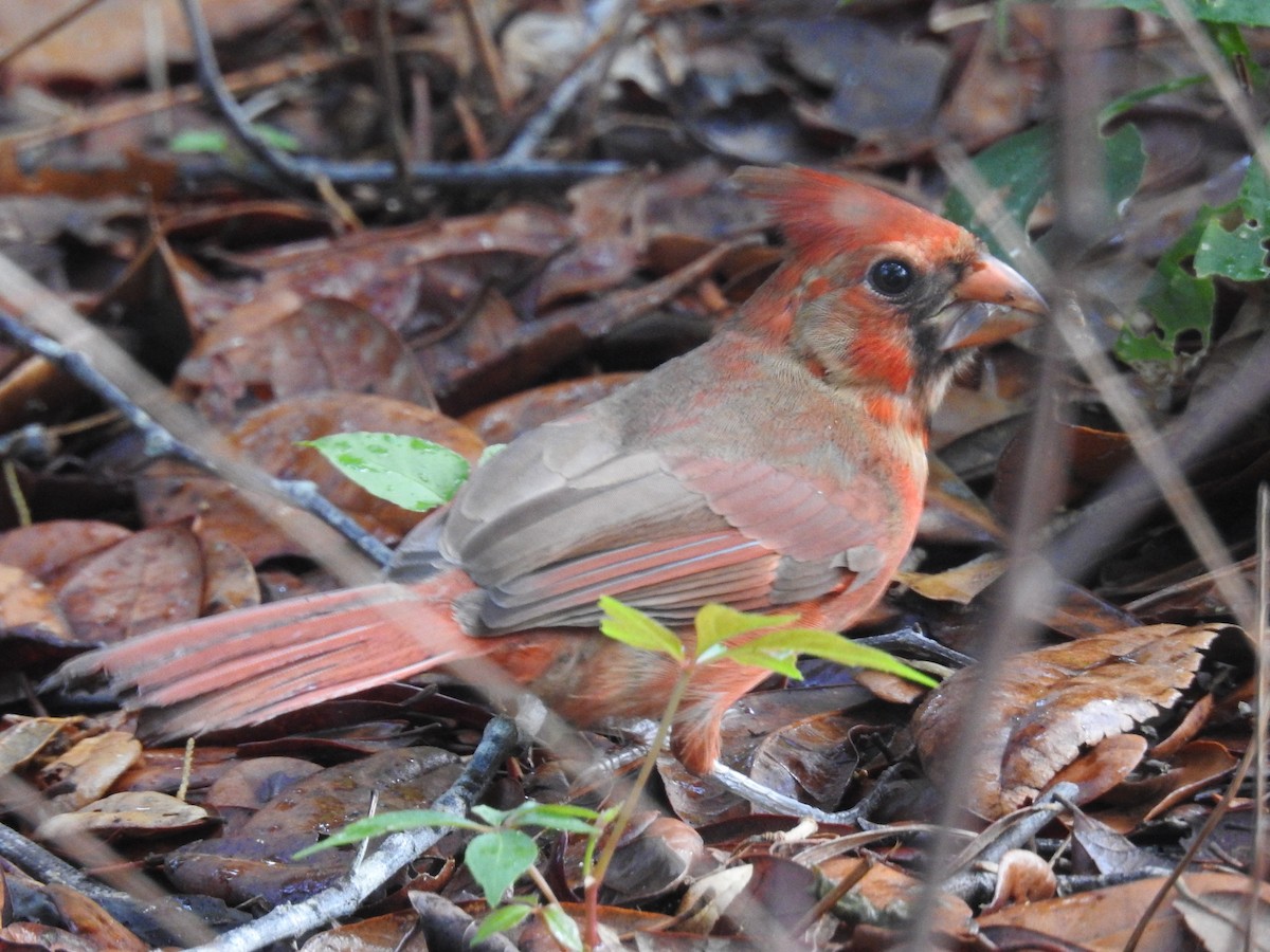 Northern Cardinal - ML579967411