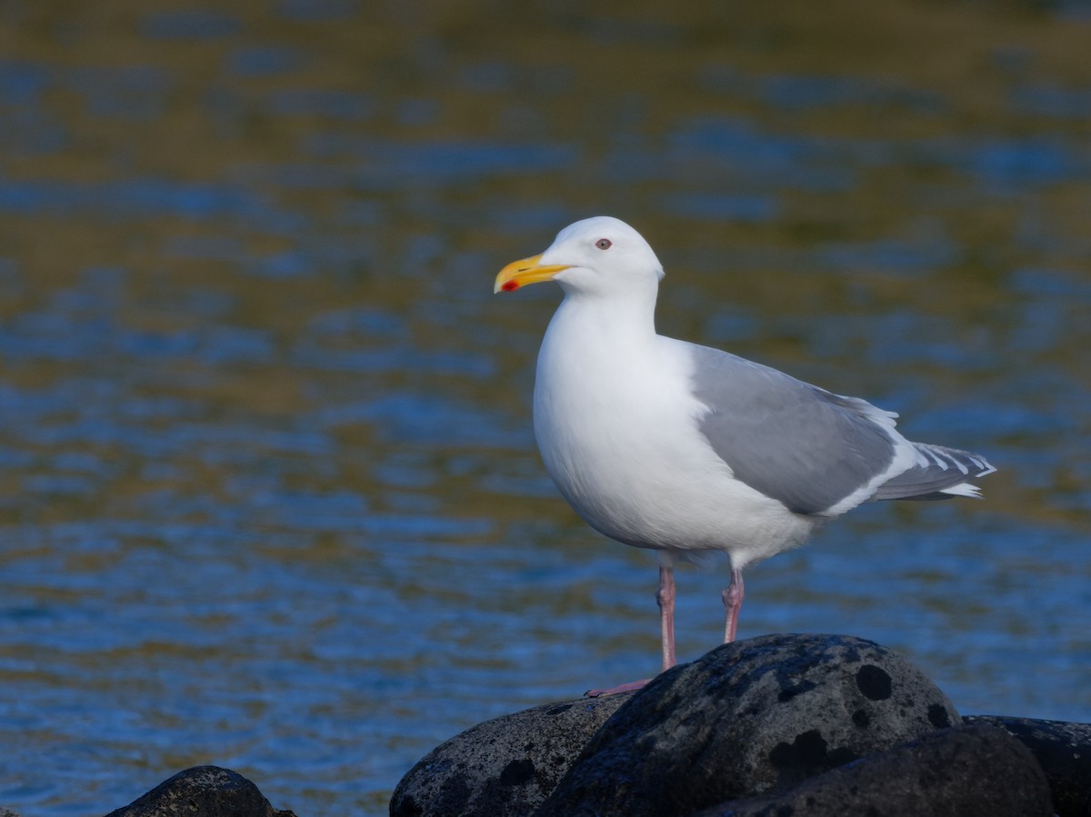 Gaviota de Bering - ML579968831