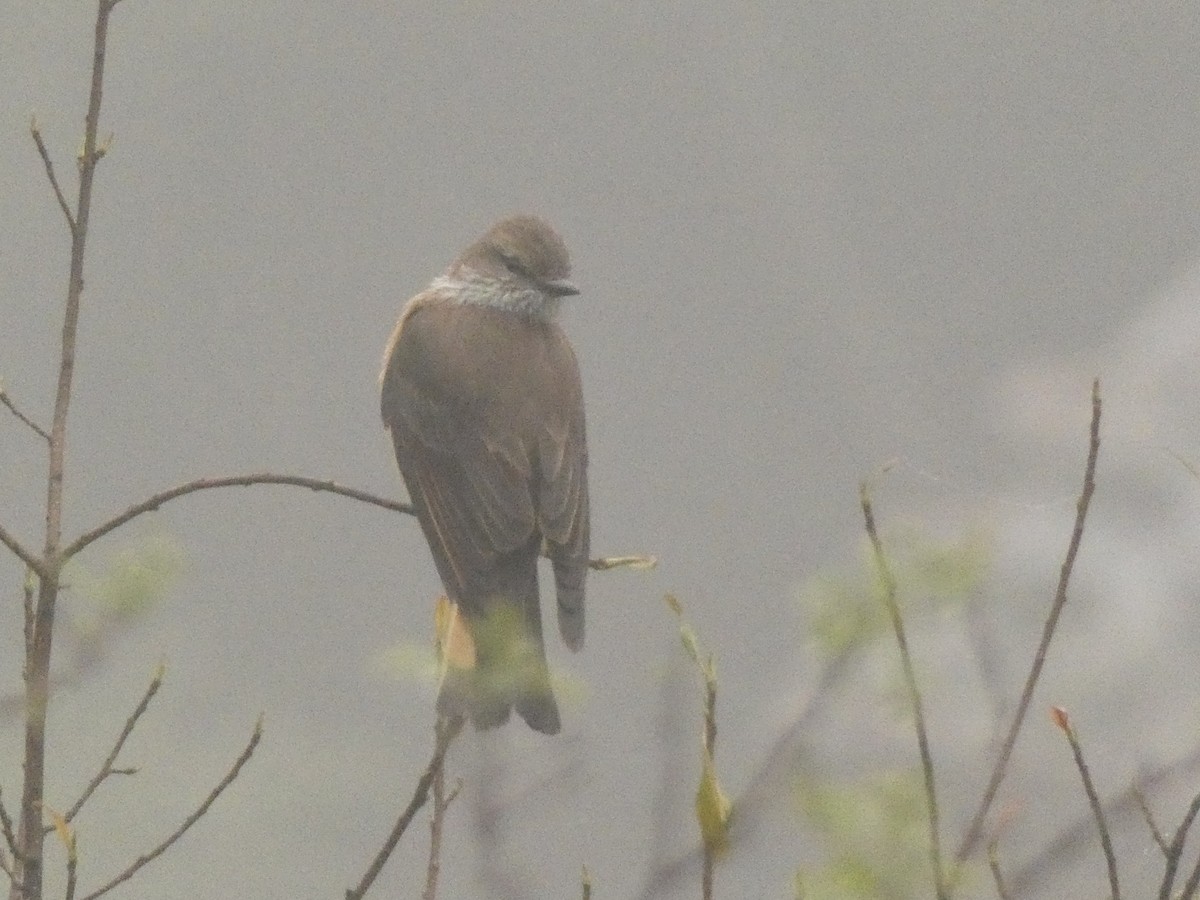 Streak-throated Bush-Tyrant - Ben Costamagna