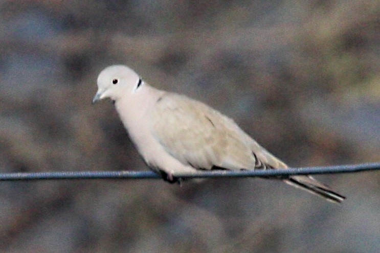 Eurasian Collared-Dove - ML579969231