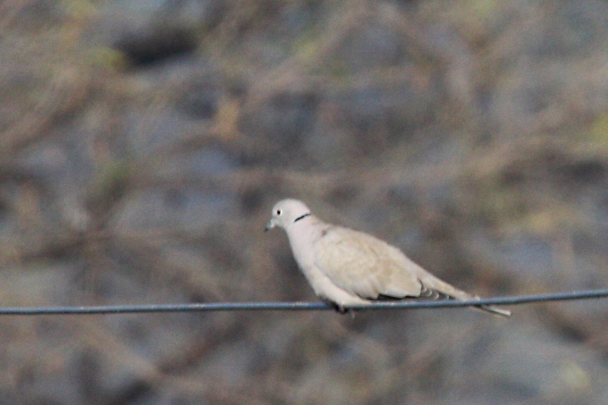 Eurasian Collared-Dove - ML579969241