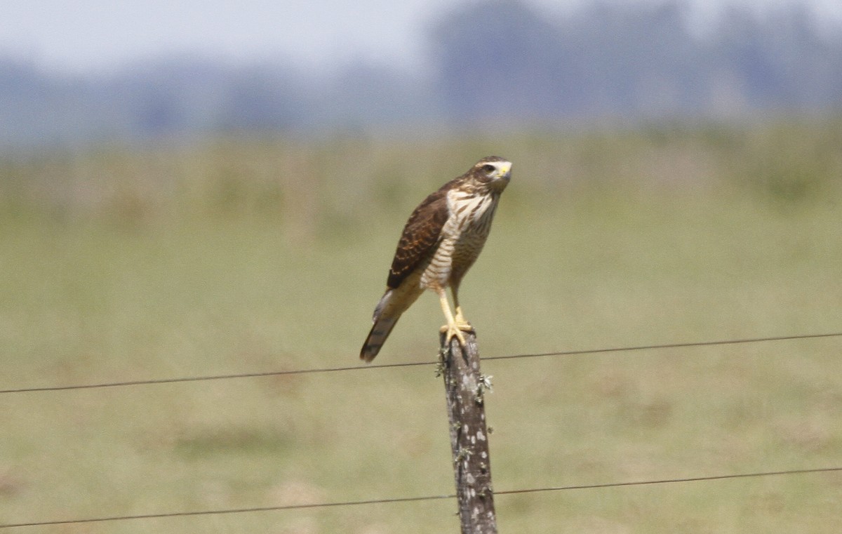 Roadside Hawk - ML579969501