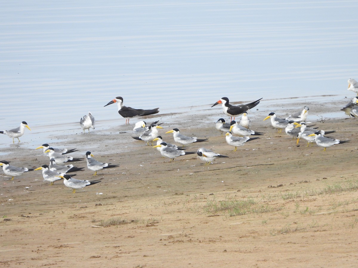 Large-billed Tern - Haydee Huwel