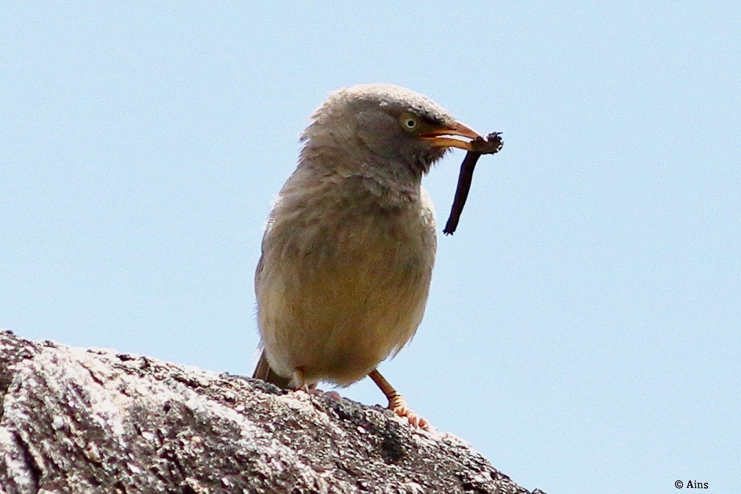 Cratérope de brousse - ML579971221