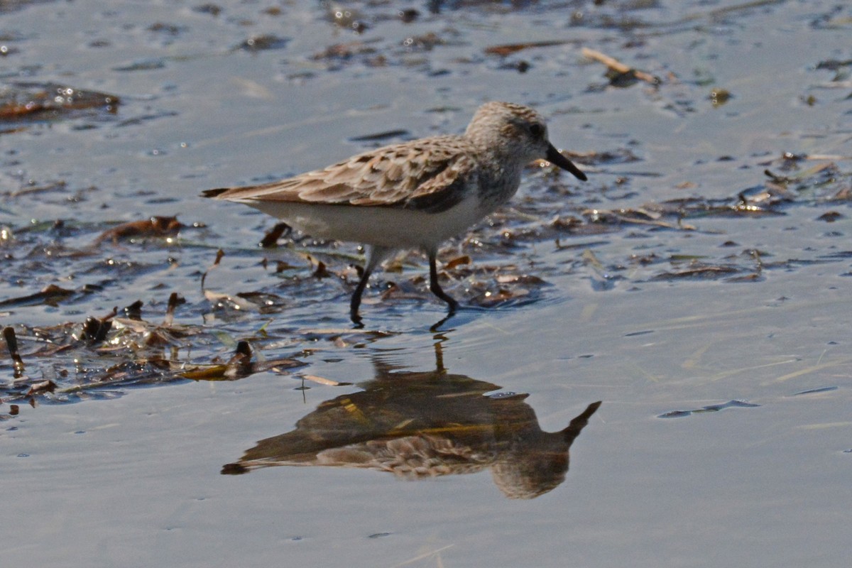 Semipalmated Sandpiper - Janet Rathjen