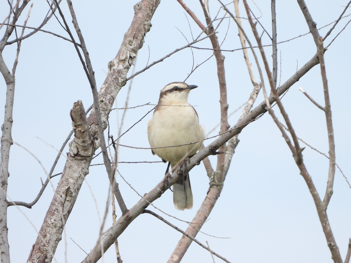 White-banded Mockingbird - Haydee Huwel